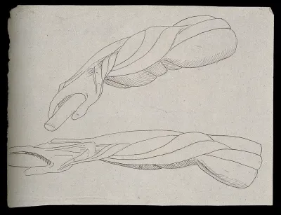 Muscles of the arm and hand: four figures (two on verso), showing the hand in a similar pose to that of the 'Borghese Gladiator' by Agasias of Ephesus