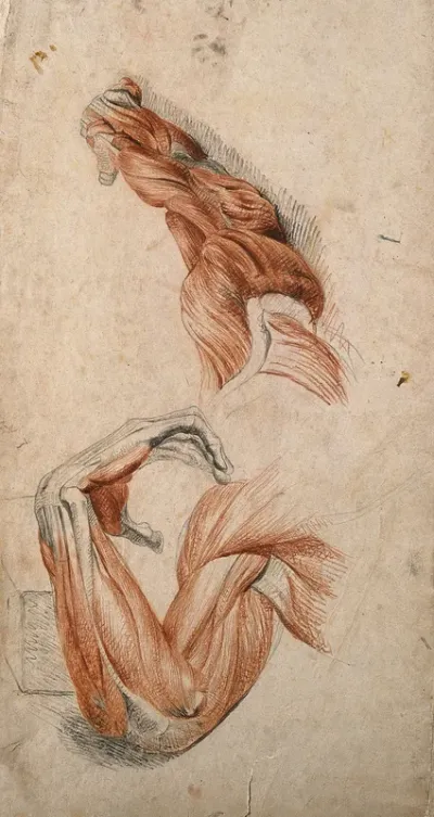 Muscles of the arm and hand: two studies of écorché arms, one bent at the elbow, the other outstretched