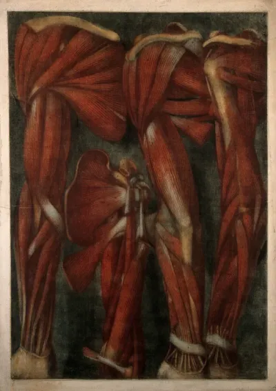 Muscles of the arm and shoulder: four écorchés
