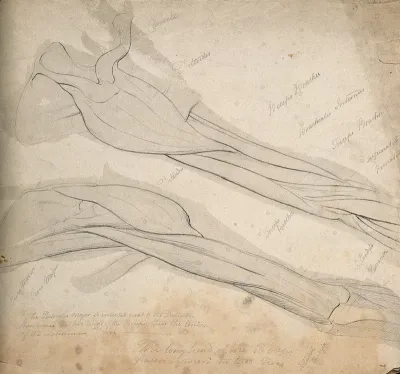 Muscles of the arm and shoulder: two figures
