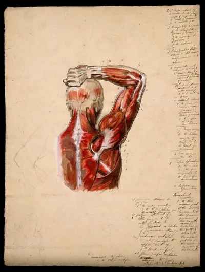 Muscles of the arm, shoulder and chest, back view: male écorché figure holding right arm over his head, with small pencil sketches of joints