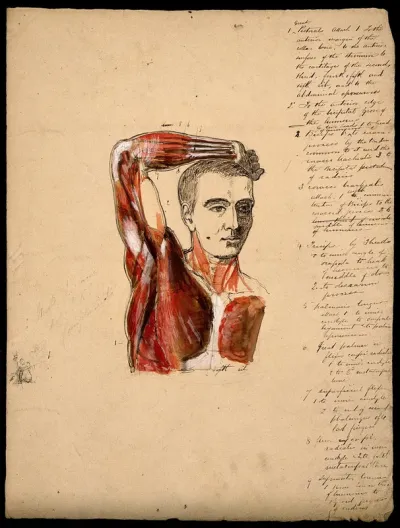 Muscles of the arm, shoulder and chest, front view: male écorché figure holding right arm over his head
