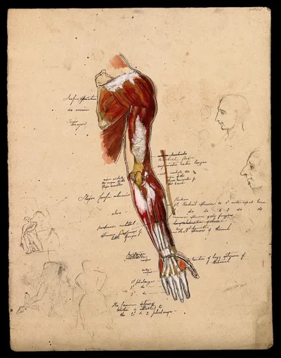 Muscles of the arm, shoulder and hand, back view, with small pencil and ink sketches of faces in profile, and life studies