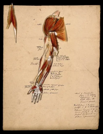 Muscles of the arm, shoulder and hand, front view