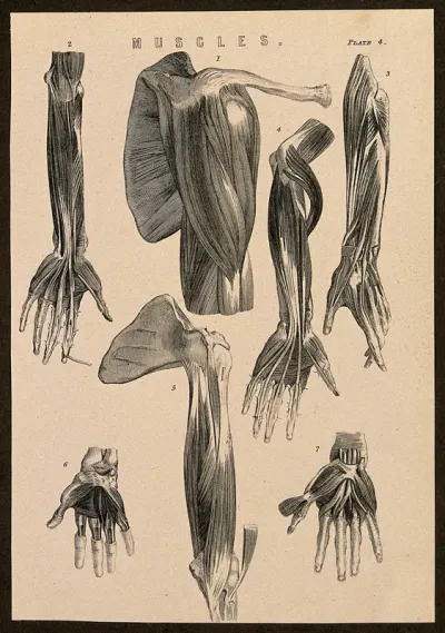 Muscles of the arm, shoulder and hand: seven figures