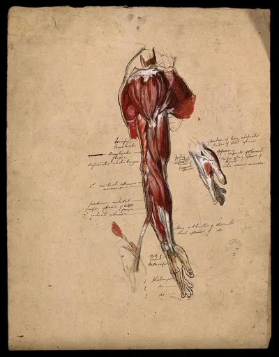 Muscles of the arm, shoulder and hand, side view, with small pencil sketch of a face