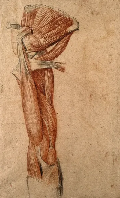 Muscles of the arm