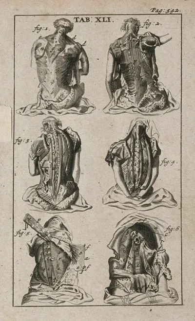 Muscles of the back and abdomen