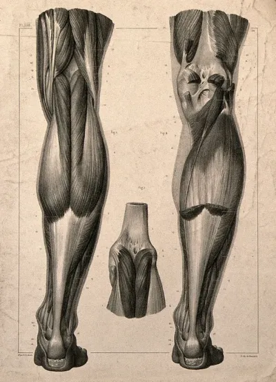 Muscles of the back of the leg: three figures