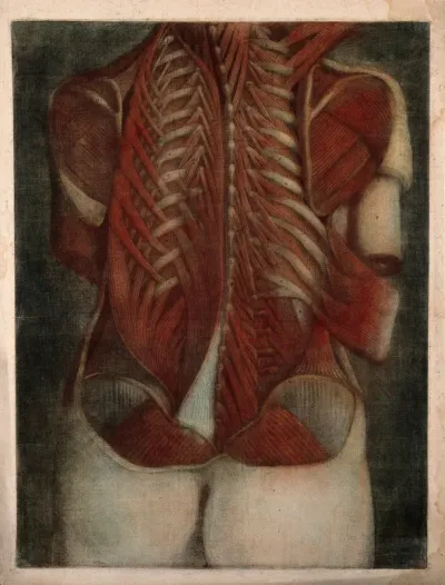Muscles of the back: partial dissection of a female figure, showing the bones and muscles of the back and shoulders