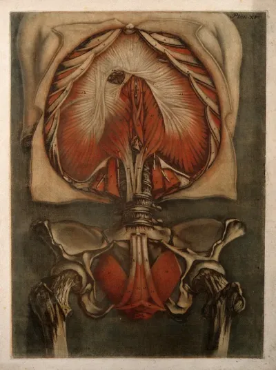 Muscles of the diaphragm and bladder