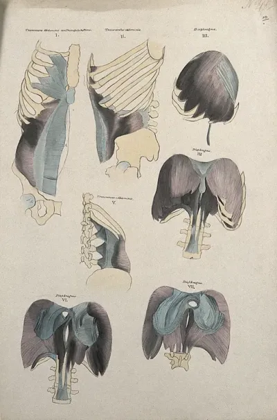 Muscles of the diaphragm: seven figures