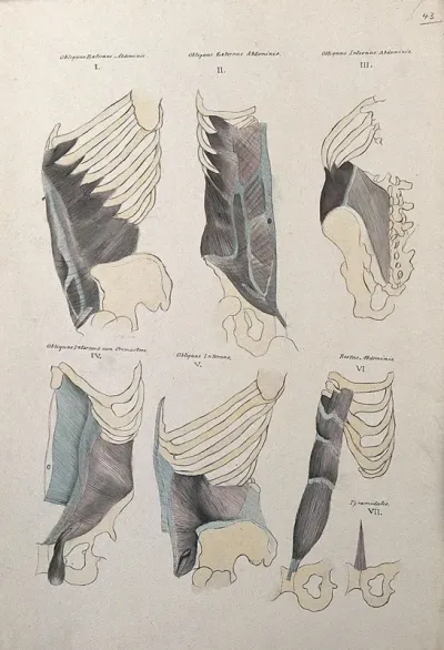 Muscles of the diaphragm: six figures