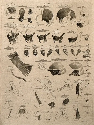 Muscles of the face, neck and eye: 48 figures