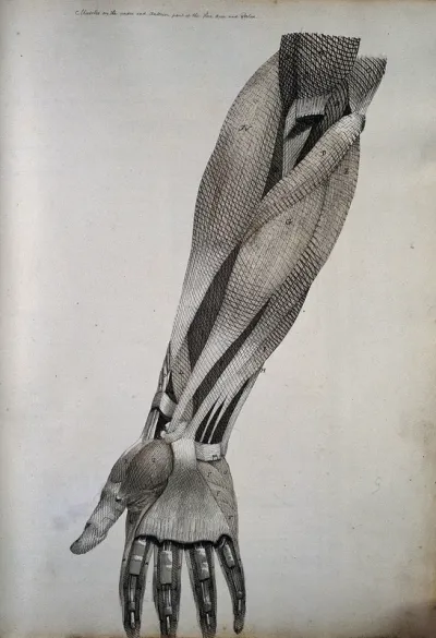 Muscles of the foream and hand