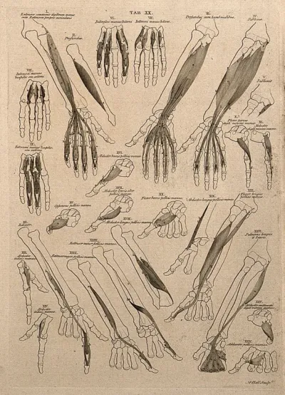 Muscles of the forearm and hand: 25 figures