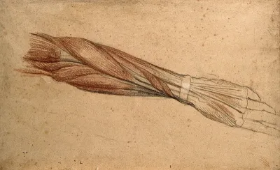 Muscles of the forearm and hand
