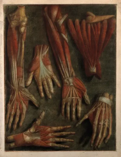 Muscles of the hand and arm: six écorchés