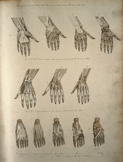 Muscles of the hand and foot: twelve figures