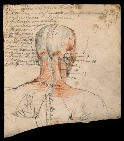 Muscles of the head and neck: an écorché figure seen from behind
