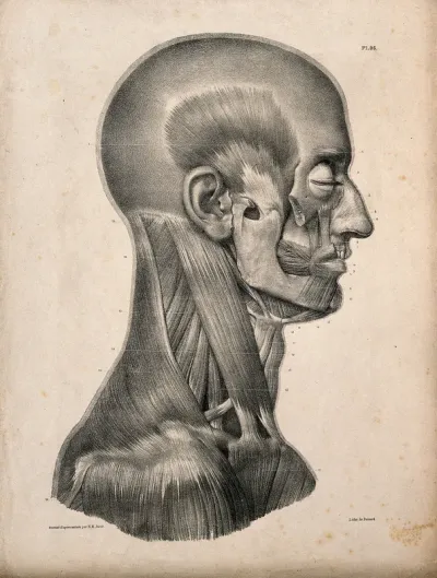 Muscles of the head and neck: an écorché seen in profile