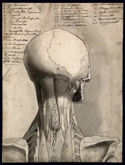 Muscles of the head and neck: écorch ́figure seen from behind