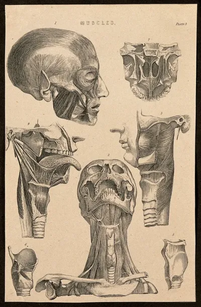 Muscles of the head and neck: seven figures