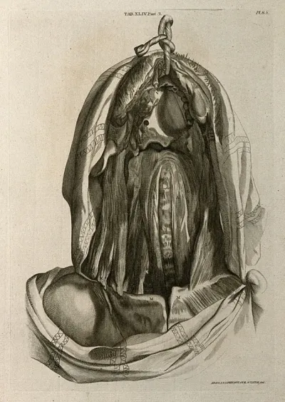 Muscles of the head and neck