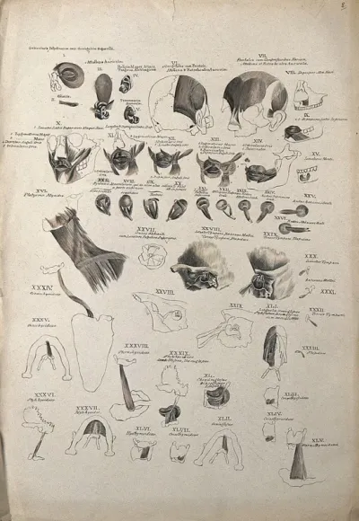 Muscles of the head, face, eye and neck: 45 figures