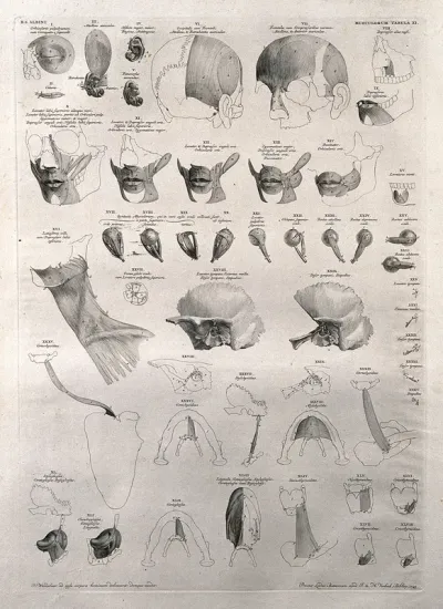 Muscles of the head, face, neck, jaw and eye: forty-eight figures