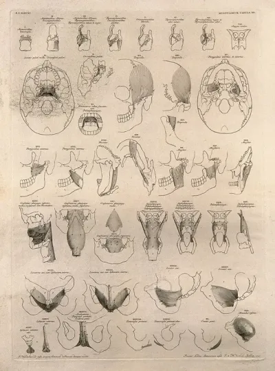 Muscles of the head, mouth, neck, jaw and pelvis: forty-one figures