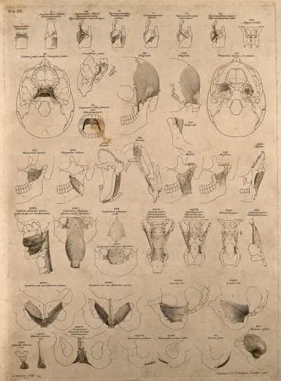 Muscles of the head, neck, and pelvis