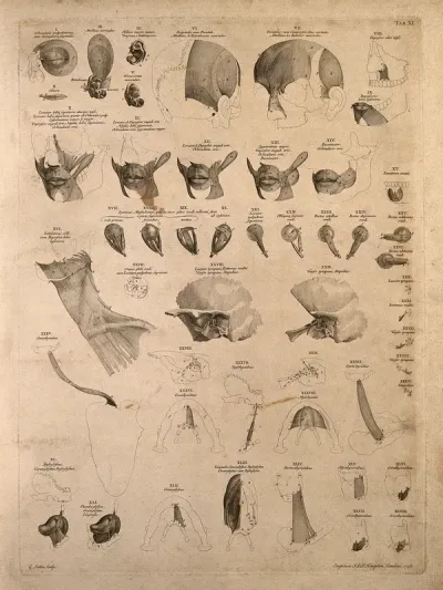 Muscles of the head, neck, and shoulder