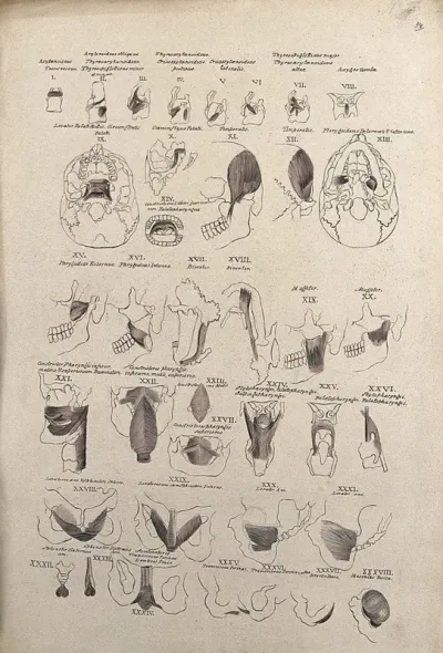 Muscles of the head, neck, trunk and pelvis: 38 figures
