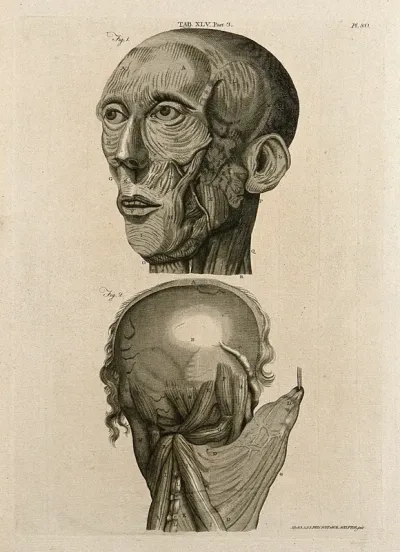 Muscles of the head: two figures