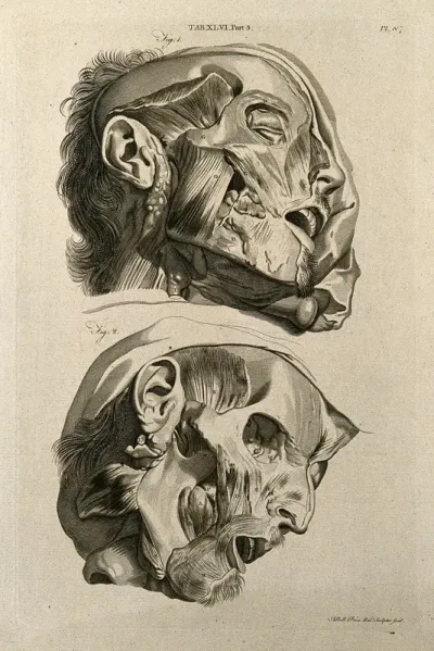 Muscles of the head: two figures