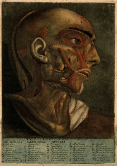 Muscles of the head
