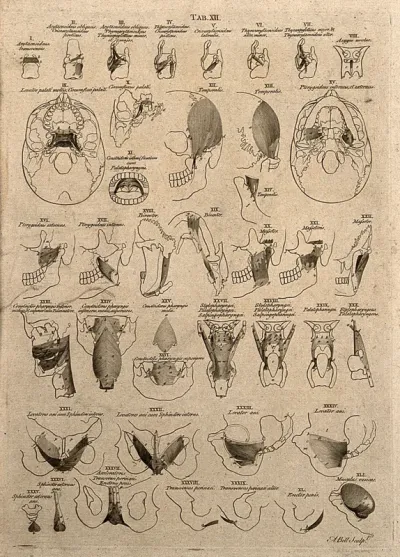 Muscles of the jaw, throat, bladder and anus: 51 figures