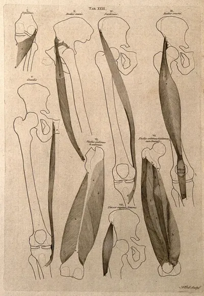 Muscles of the knee and thigh: 8 figures