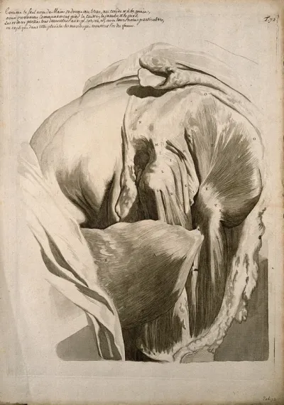 Muscles of the left thigh and hip