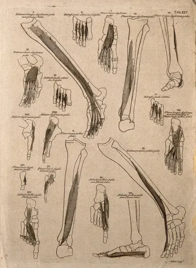Muscles of the leg and foot: 13 figures