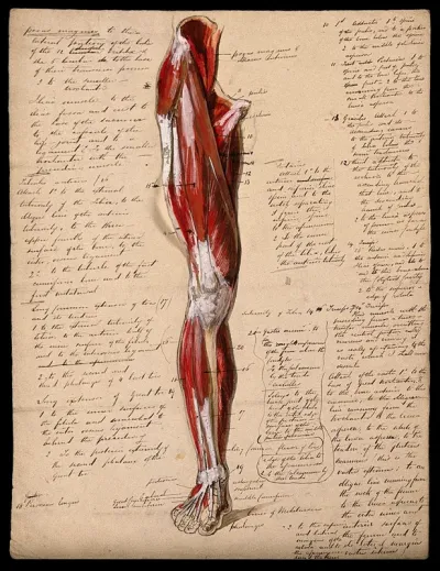 Muscles of the leg and foot: front view