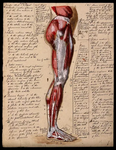 Muscles of the leg and foot: side view