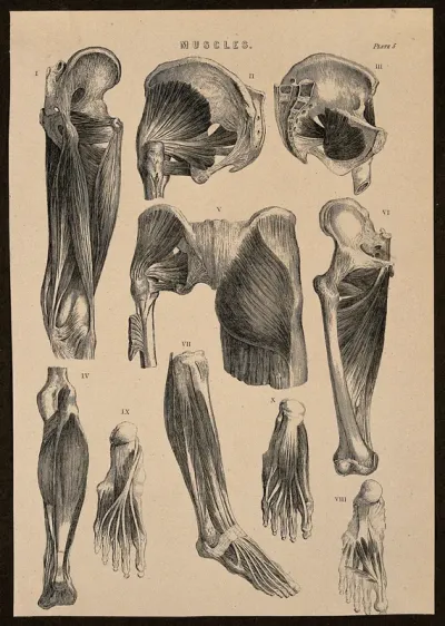 Muscles of the leg and foot: ten figures