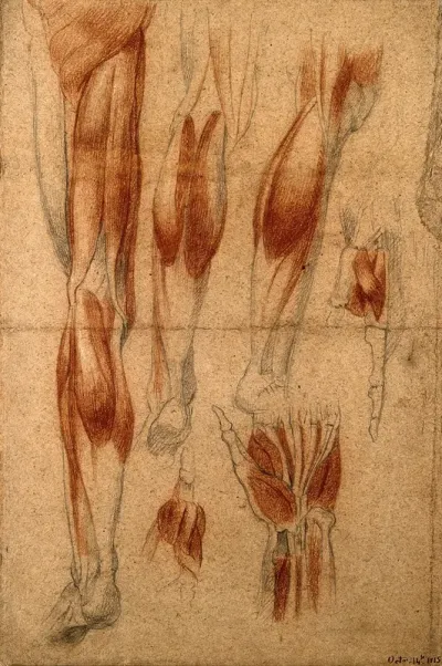 Muscles of the leg and the hand: six figures