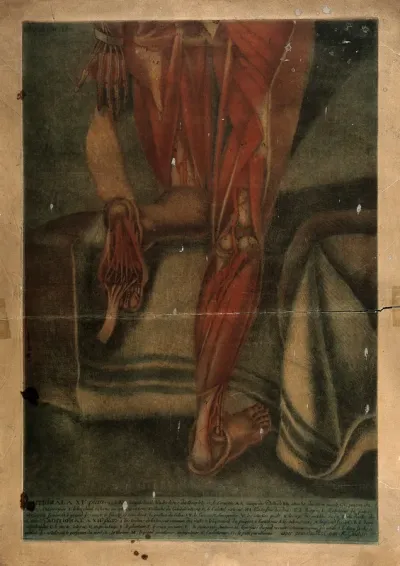 Muscles of the legs and feet: an écorché figure, shown from behind, kneels to reveal the sole of the left foot