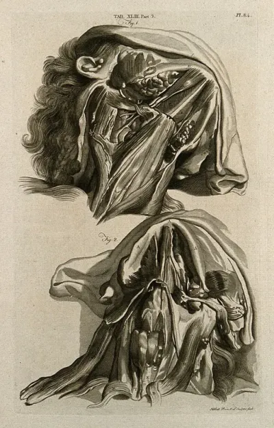 Muscles of the lower jaw: (above) superficial, (below) deep