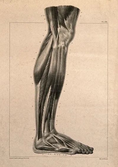 Muscles of the lower leg, seen from the side