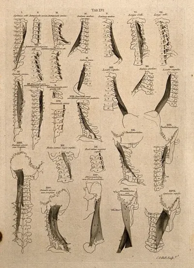 Muscles of the neck: 27 figures