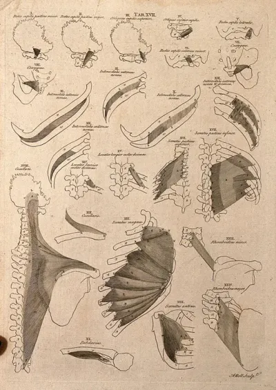 Muscles of the neck and trunk: 24 figures
